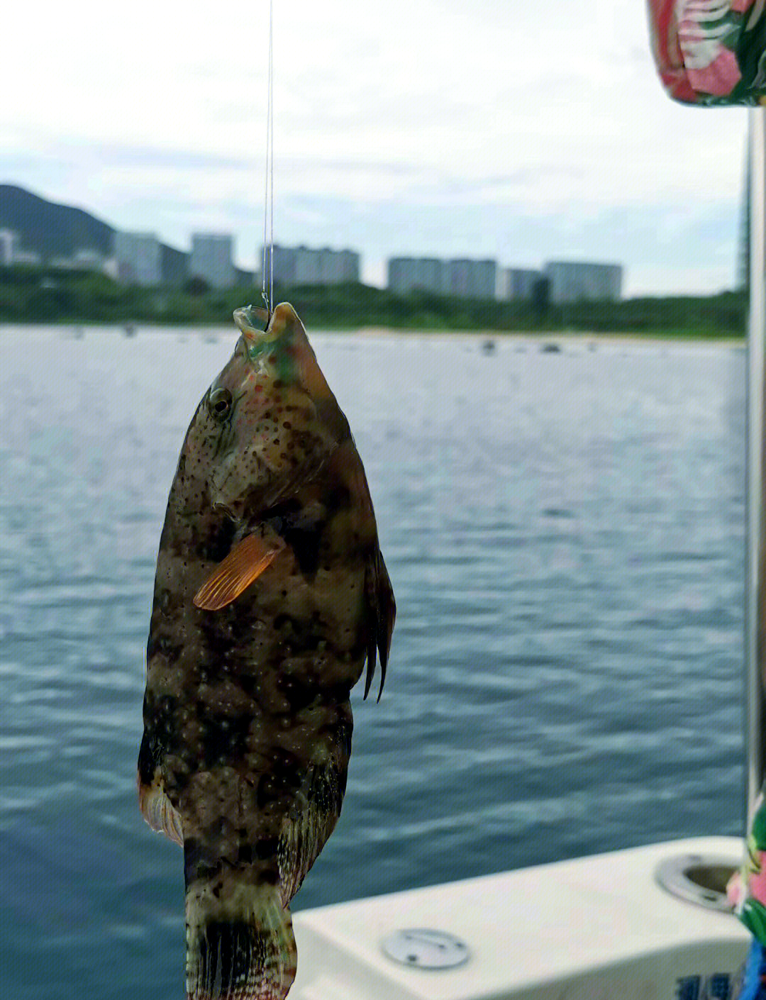 三亚海钓(三亚海钓俱乐部)