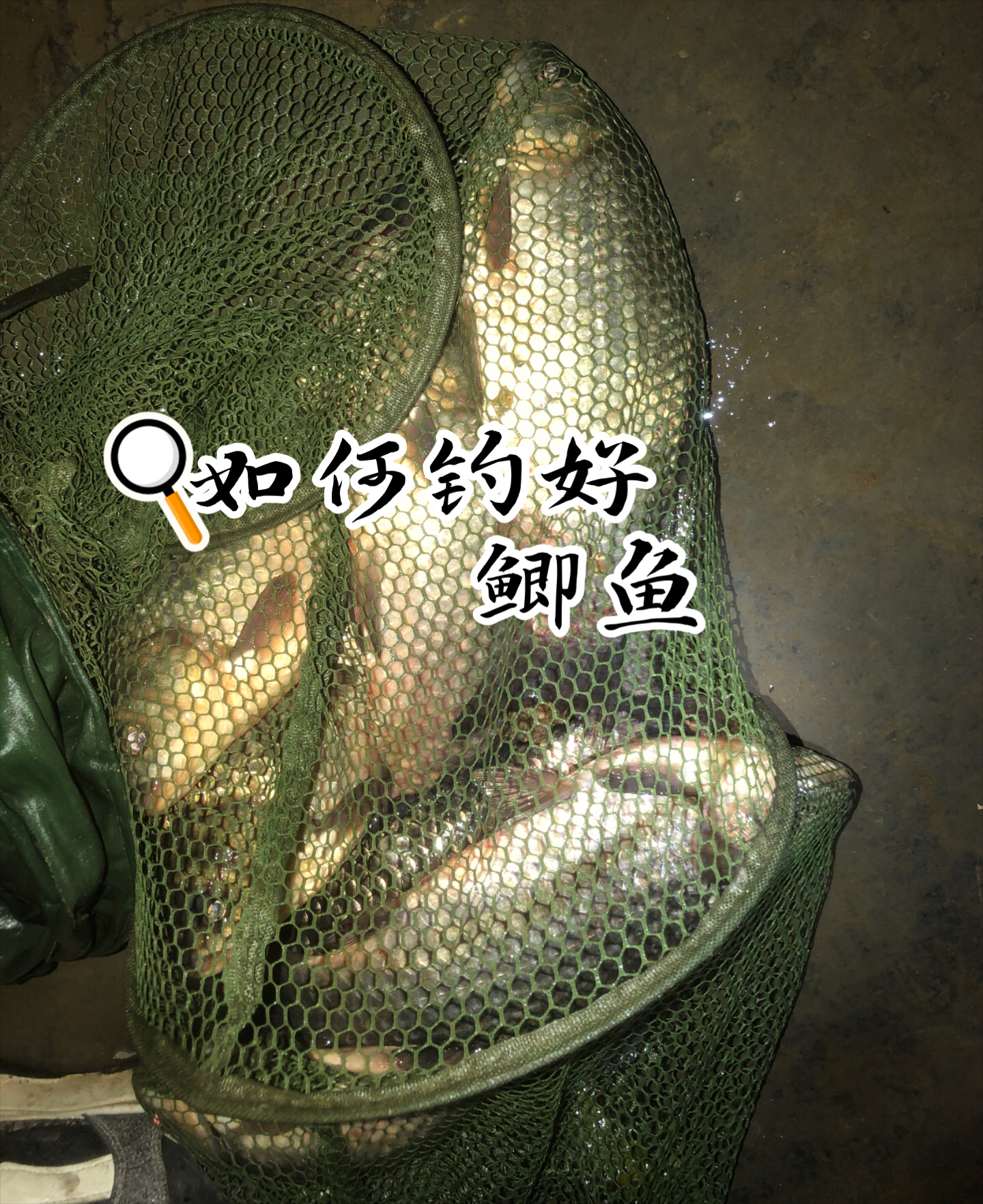 夜钓野生鲫鱼技巧(夜钓野生鲫鱼技巧图解)