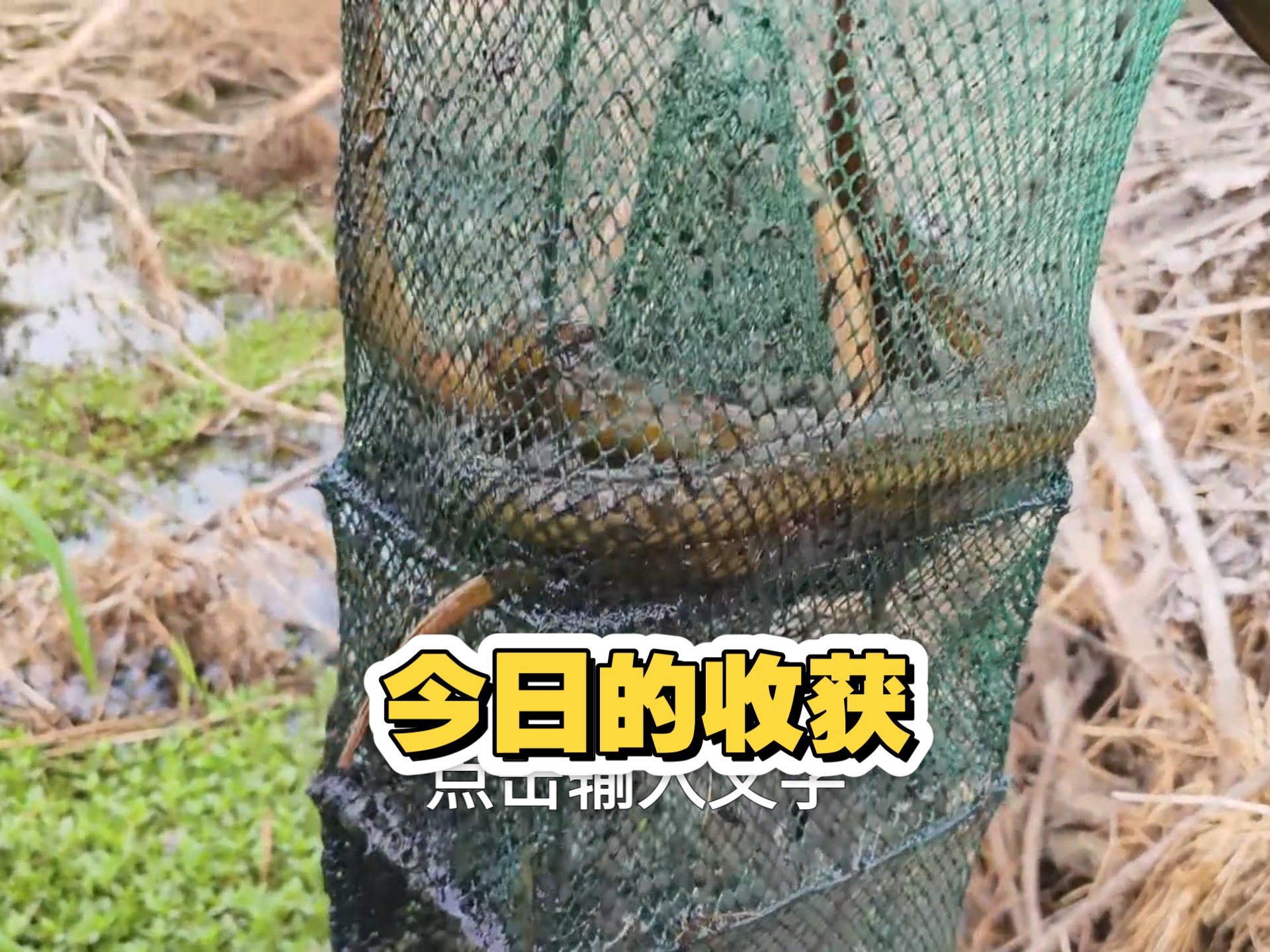 地龙抓鱼技巧(地龙是如何捕鱼的)