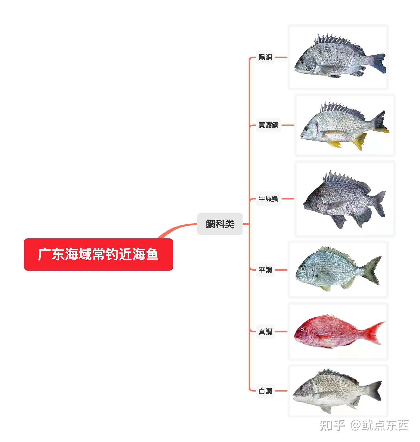 鲷类鱼海钓方法(海钓钓鲷鱼如何选钓点)