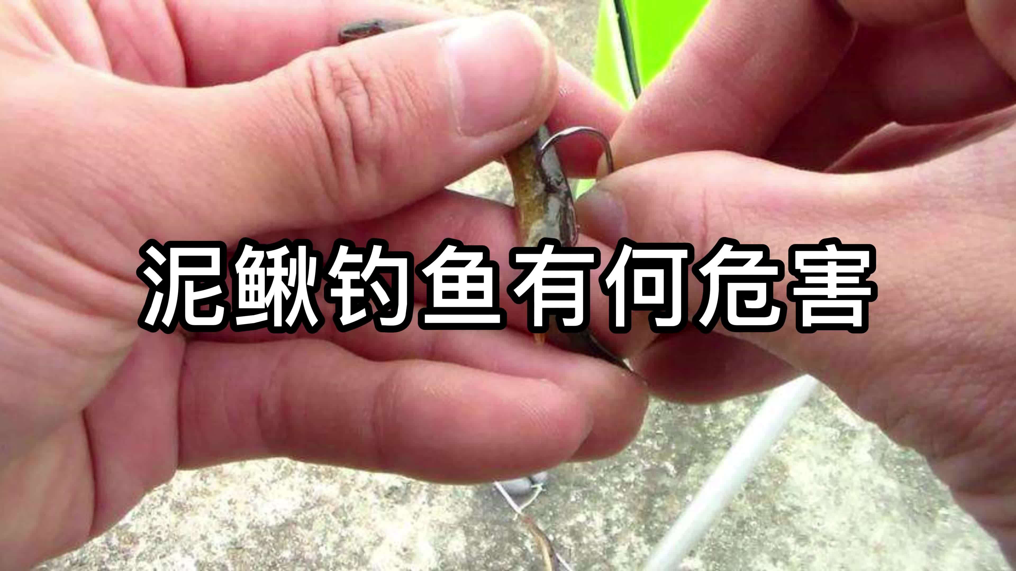 泥鳅江钓技巧(泥鳅鱼怎么钓)
