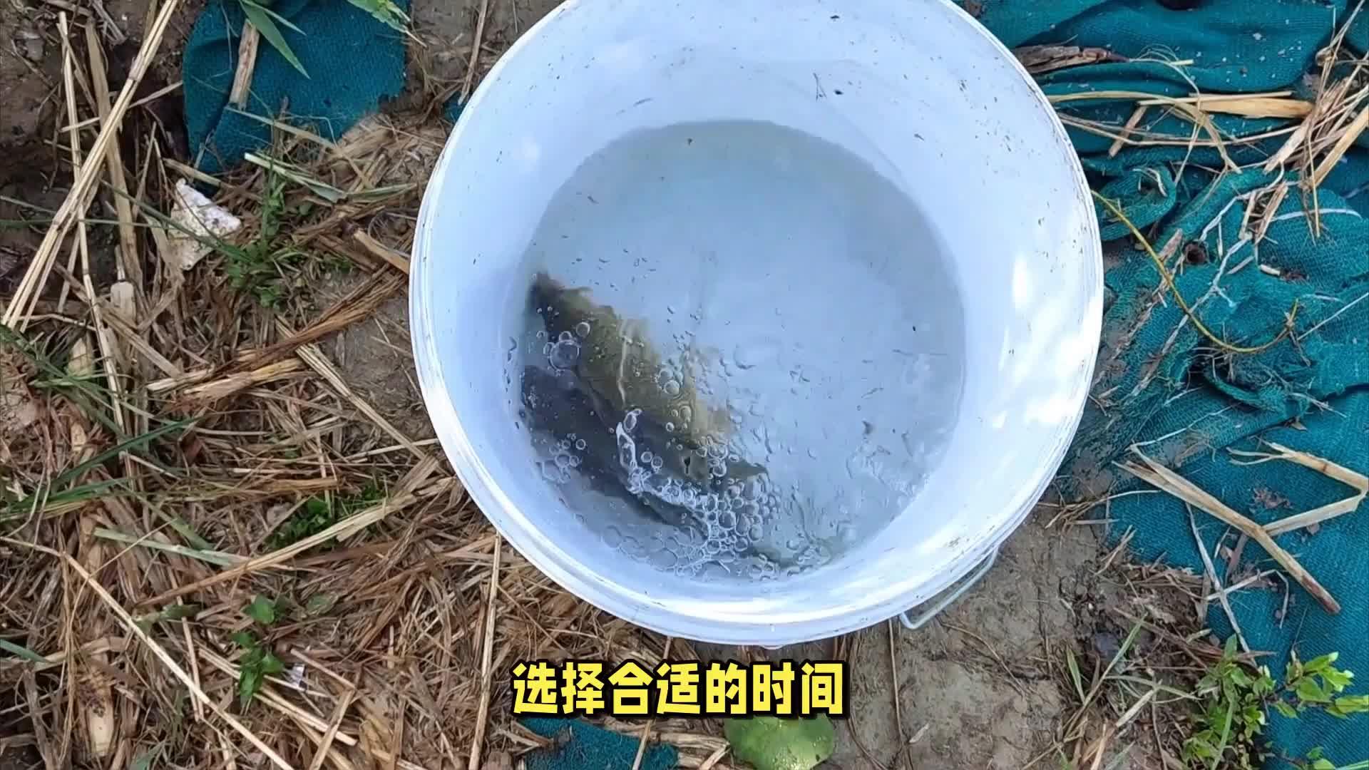泥鳅江钓技巧(泥鳅鱼怎么钓)