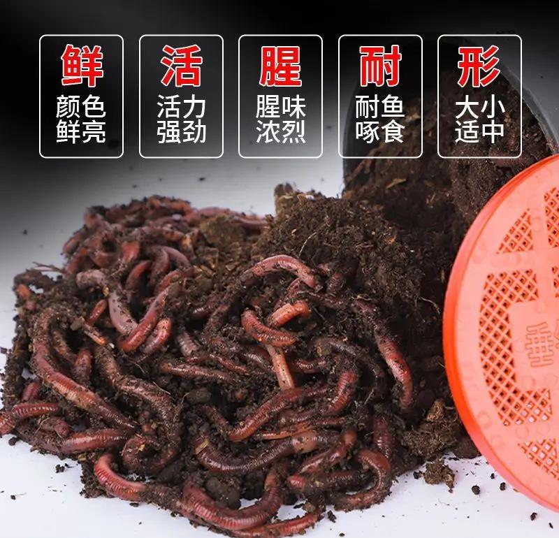 秋季河里钓鱼技巧蚯蚓(秋季河里钓鱼技巧时段)