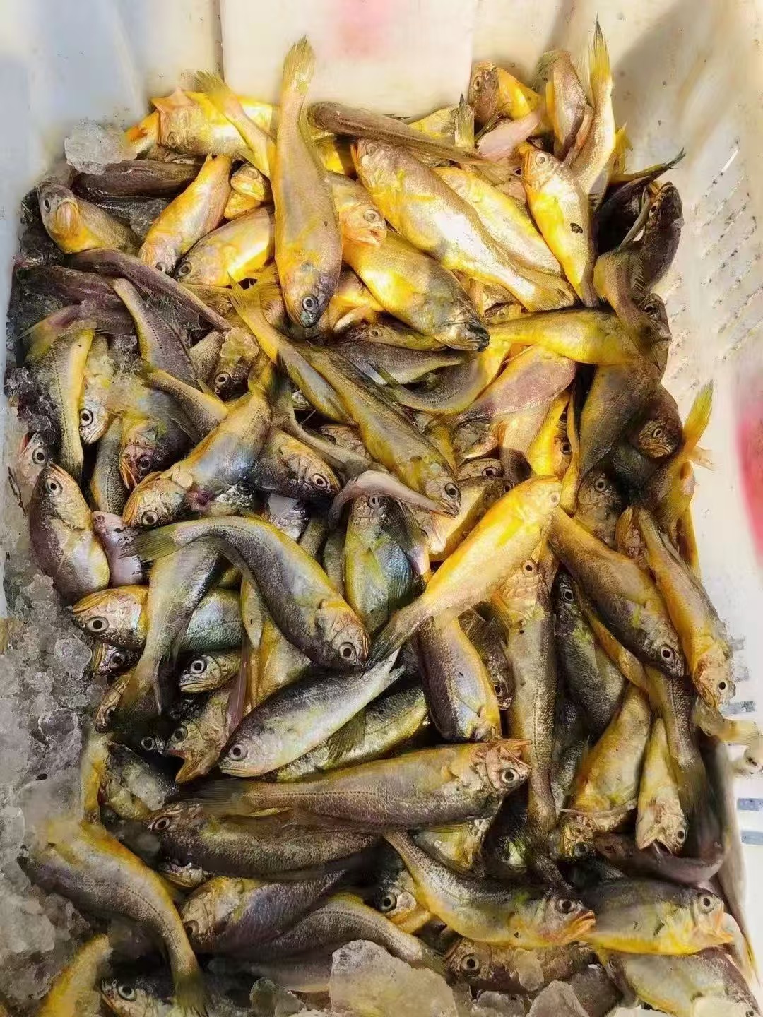 渤海钓什么鱼(渤海深海钓鱼)