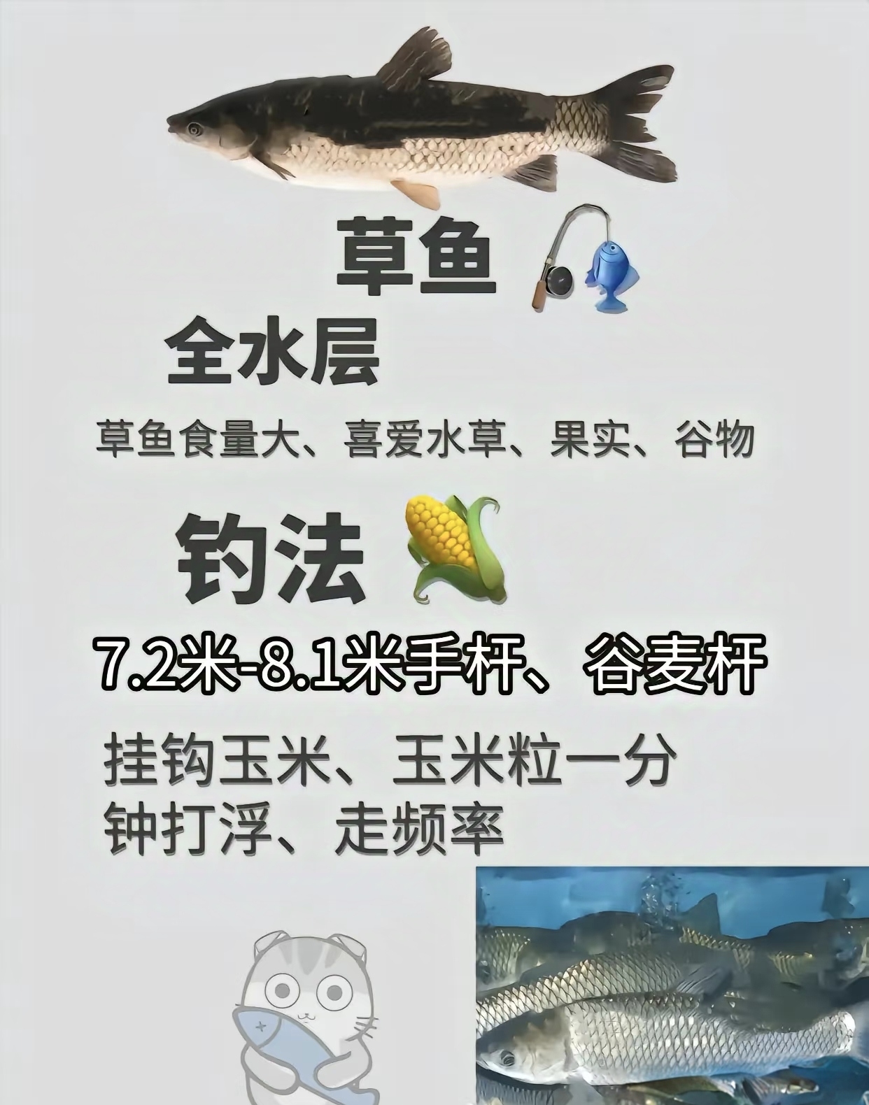 鸭嘴鱼饵料配方(鸭嘴鱼用什么料来钓)