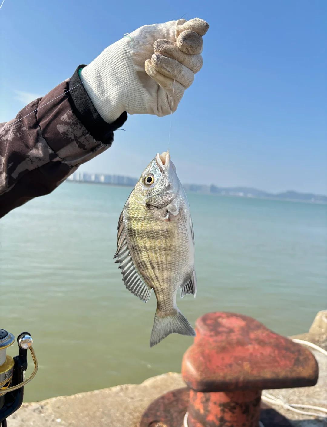 近海钓鱼品种(近海海钓)