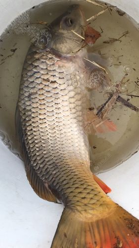 四海钓鲤鱼视频(四海钓鱼黑坑钓鲤鱼视频)