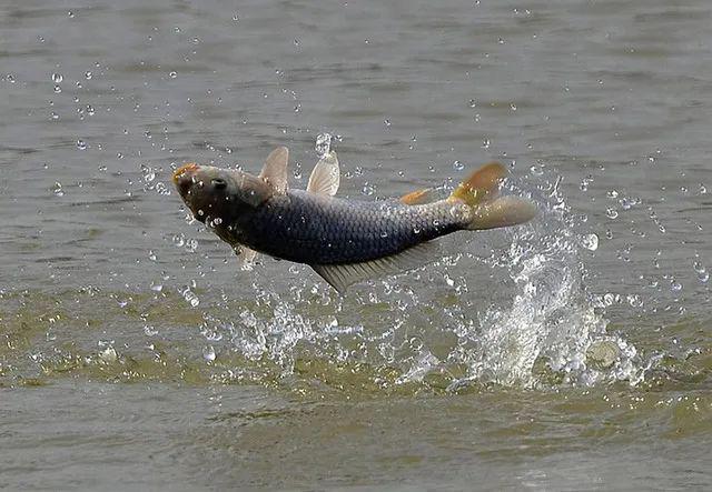 四海钓鲤鱼视频(四海钓鱼黑坑钓鲤鱼视频)