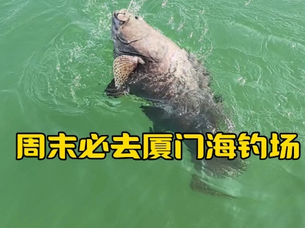 厦门周边免费海钓(厦门周边海钓最合适的地方)