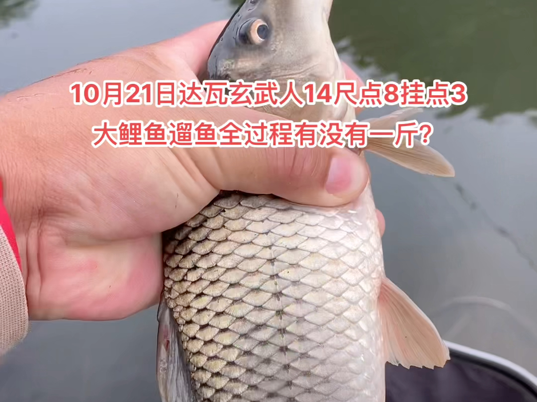 鲤鱼遛鱼技巧视频(溜鲤鱼技巧视频)