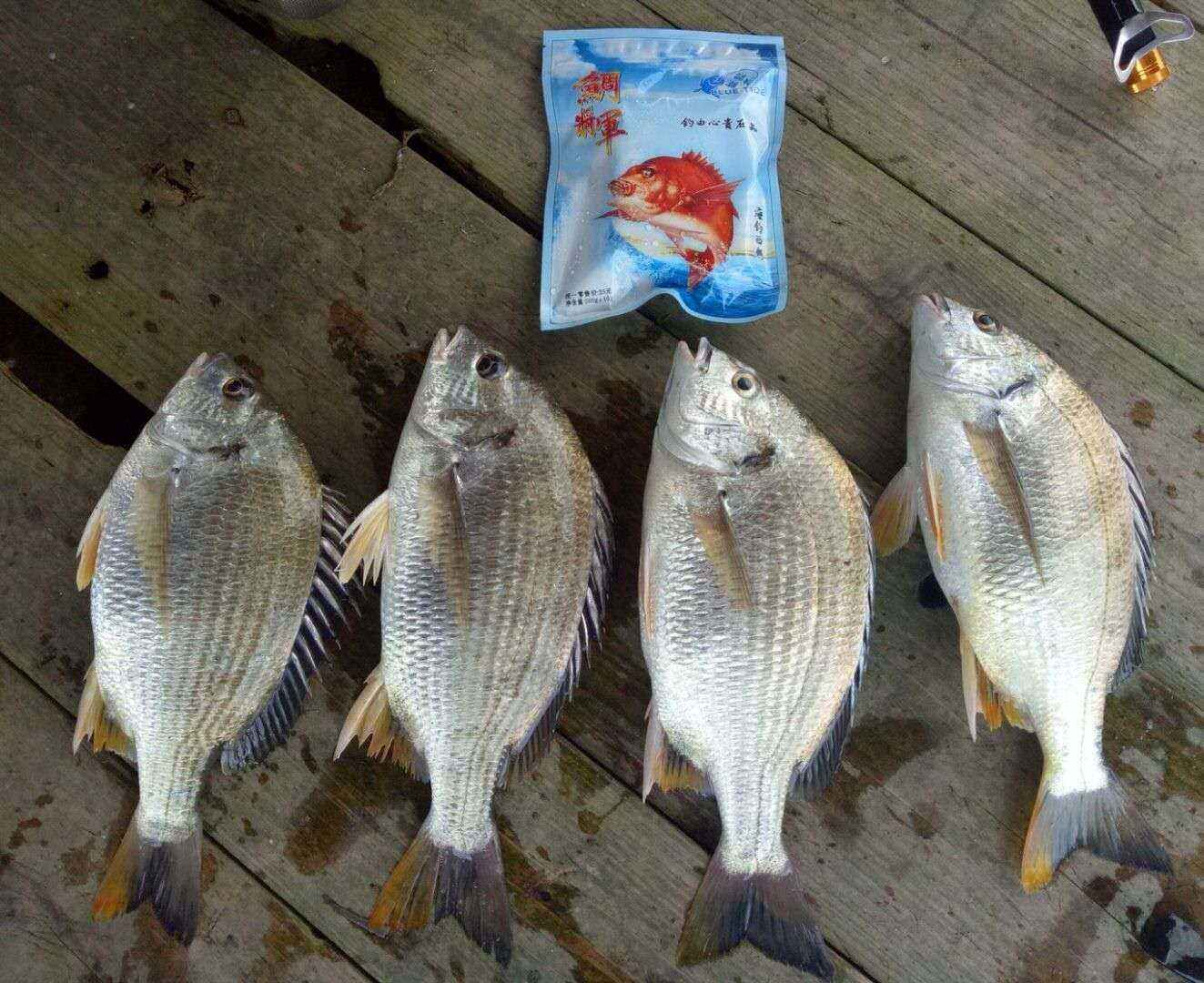 冷冻饵可以海钓吗(冷冻饵配什么料最好)