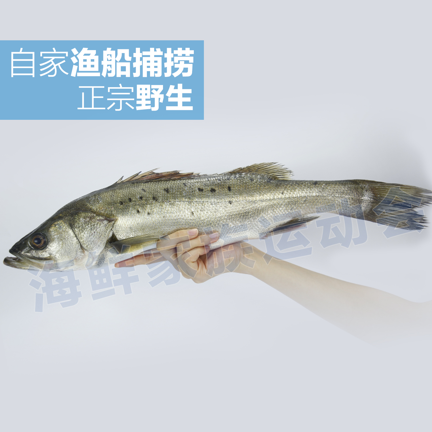 北海钓花鲈(北海有鲈鱼吗)