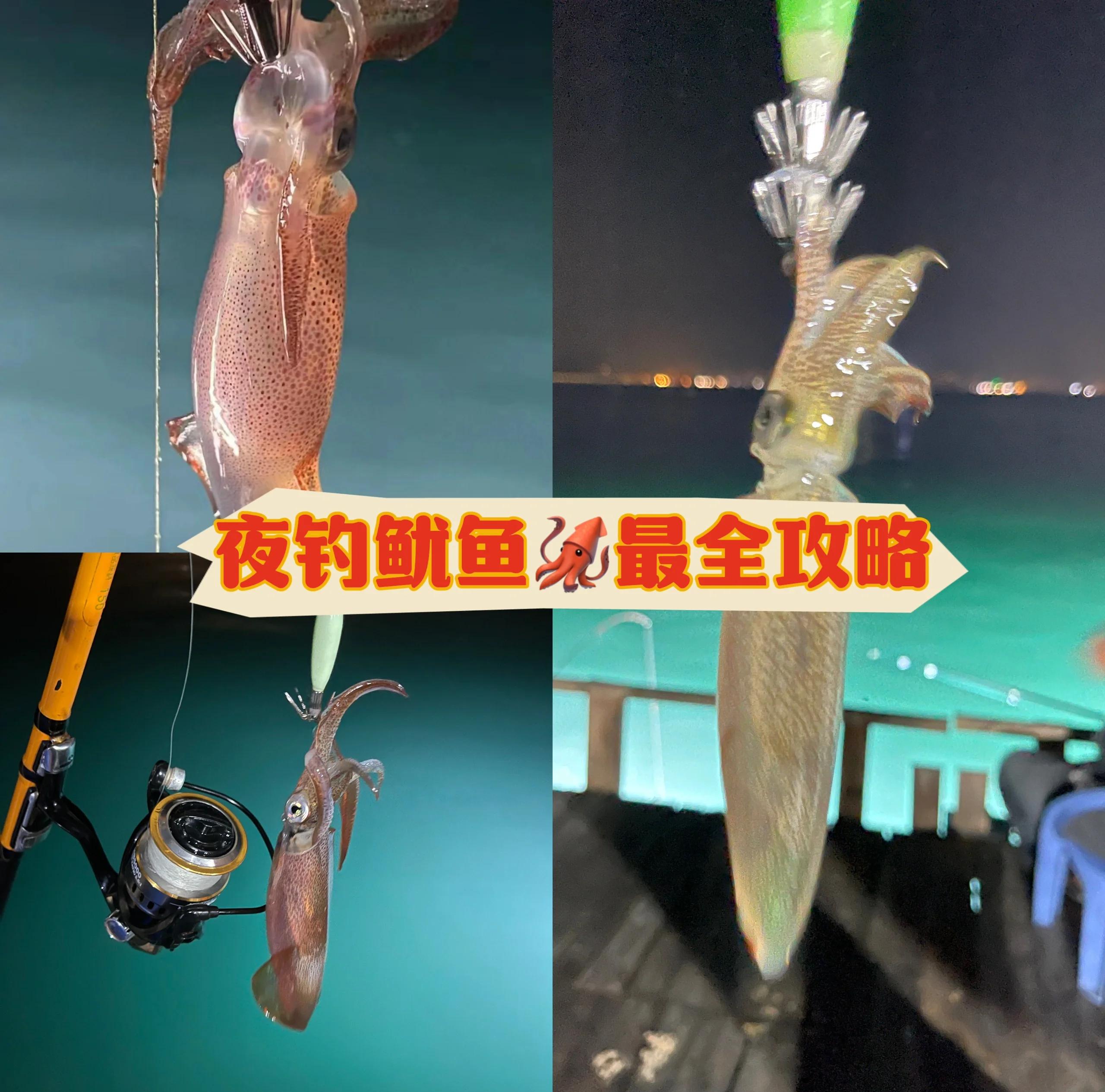 鱿鱼干鱼饵海钓(鱿鱼干鱼饵海钓好钓吗)