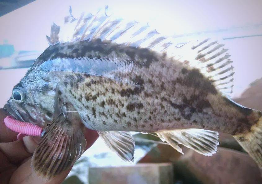 海钓挂底(海钓挂底的最佳解决方法视频)