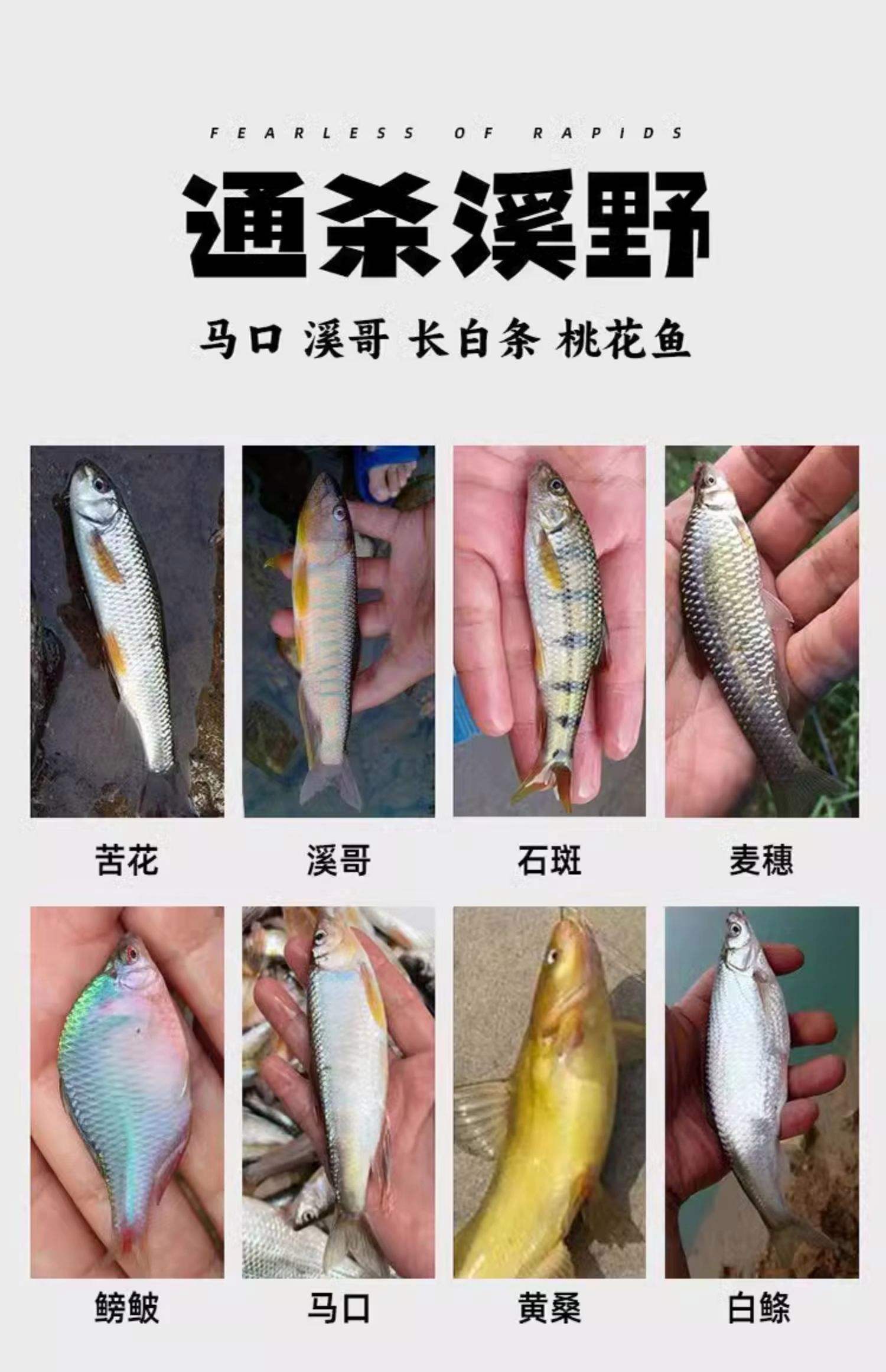 鱼在水面追饵料(鱼往水面上跳怎么钓)