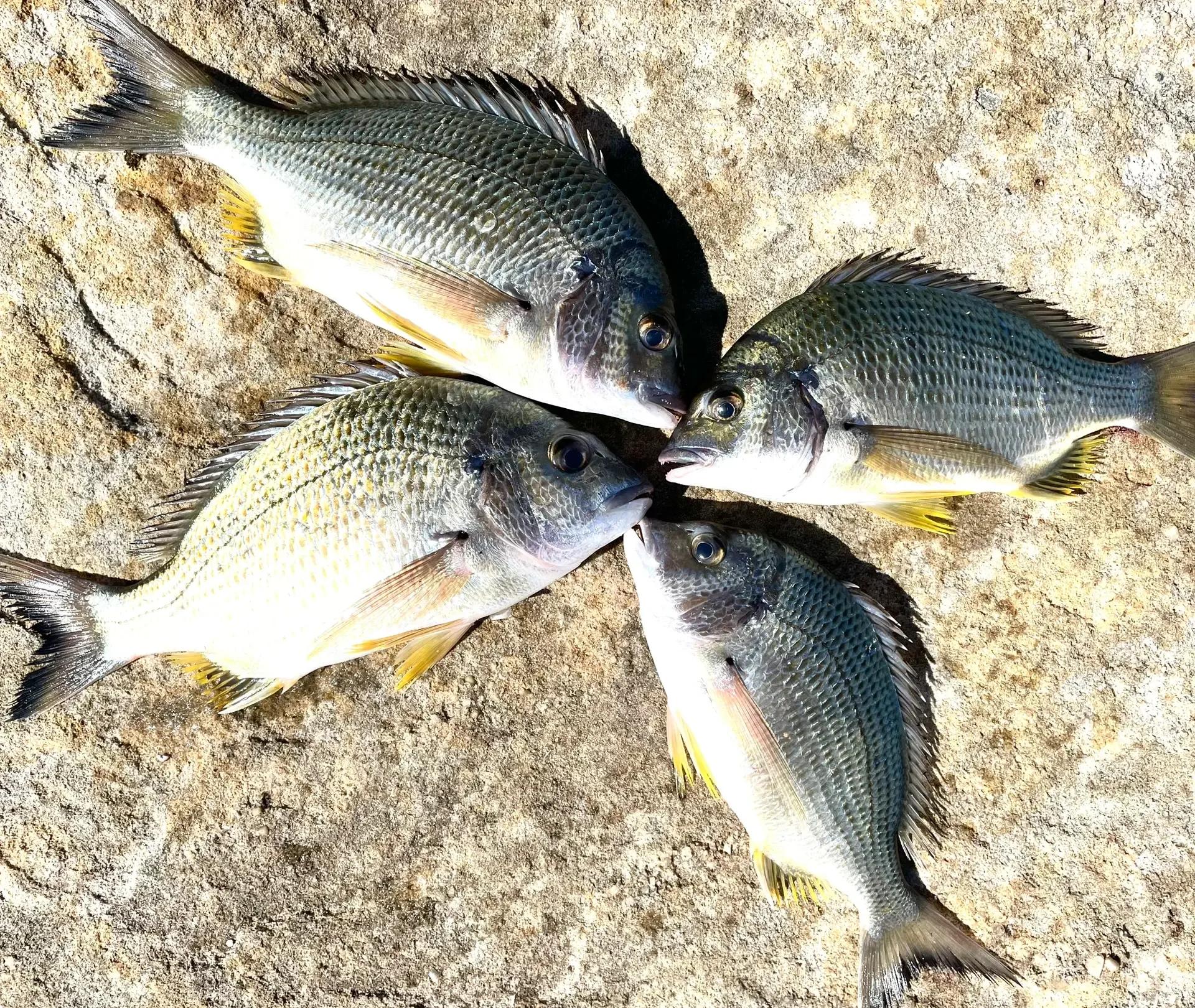 全游动浮游矶钓技巧(全游动矶钓原理)
