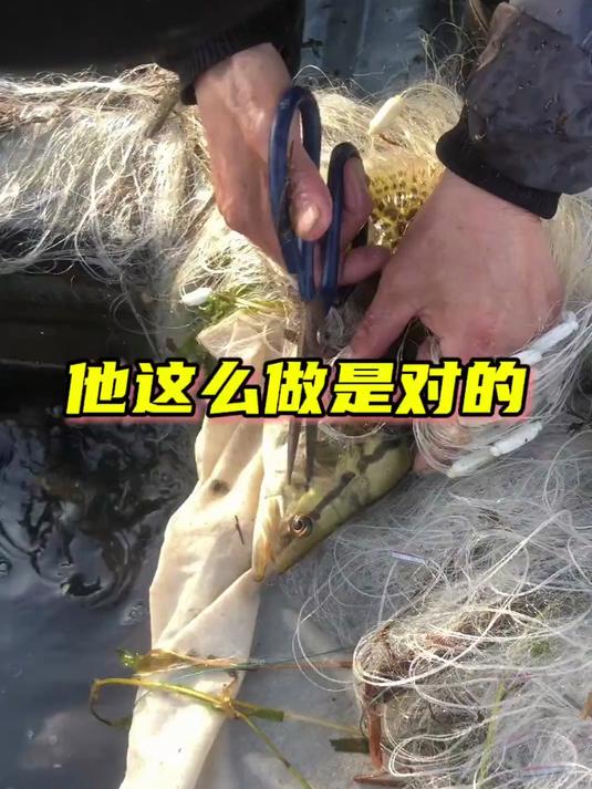 冬季冰下下粘网技巧(冬季下粘网的最佳地点)