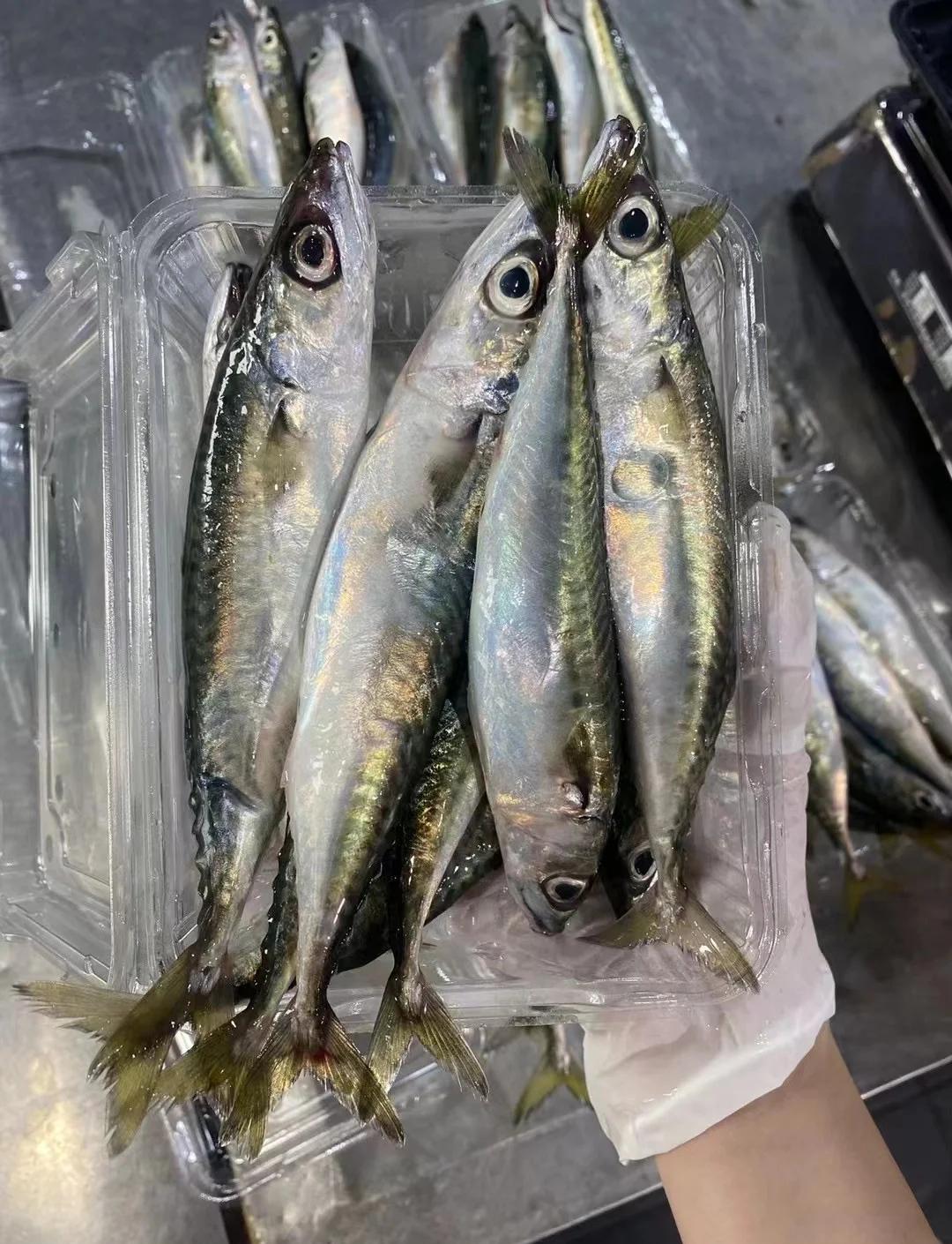 大青针海钓鱼种(鲅鱼圈海钓鱼种)