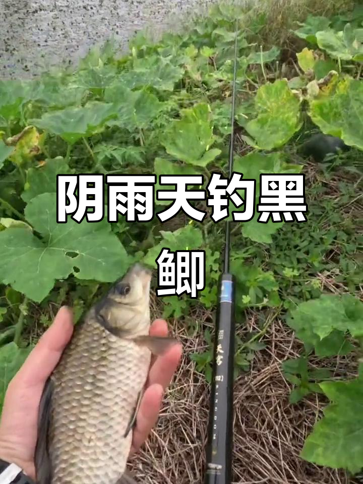 黑塘钓鲫鱼技巧(黑塘钓鱼如何能钓到鱼)