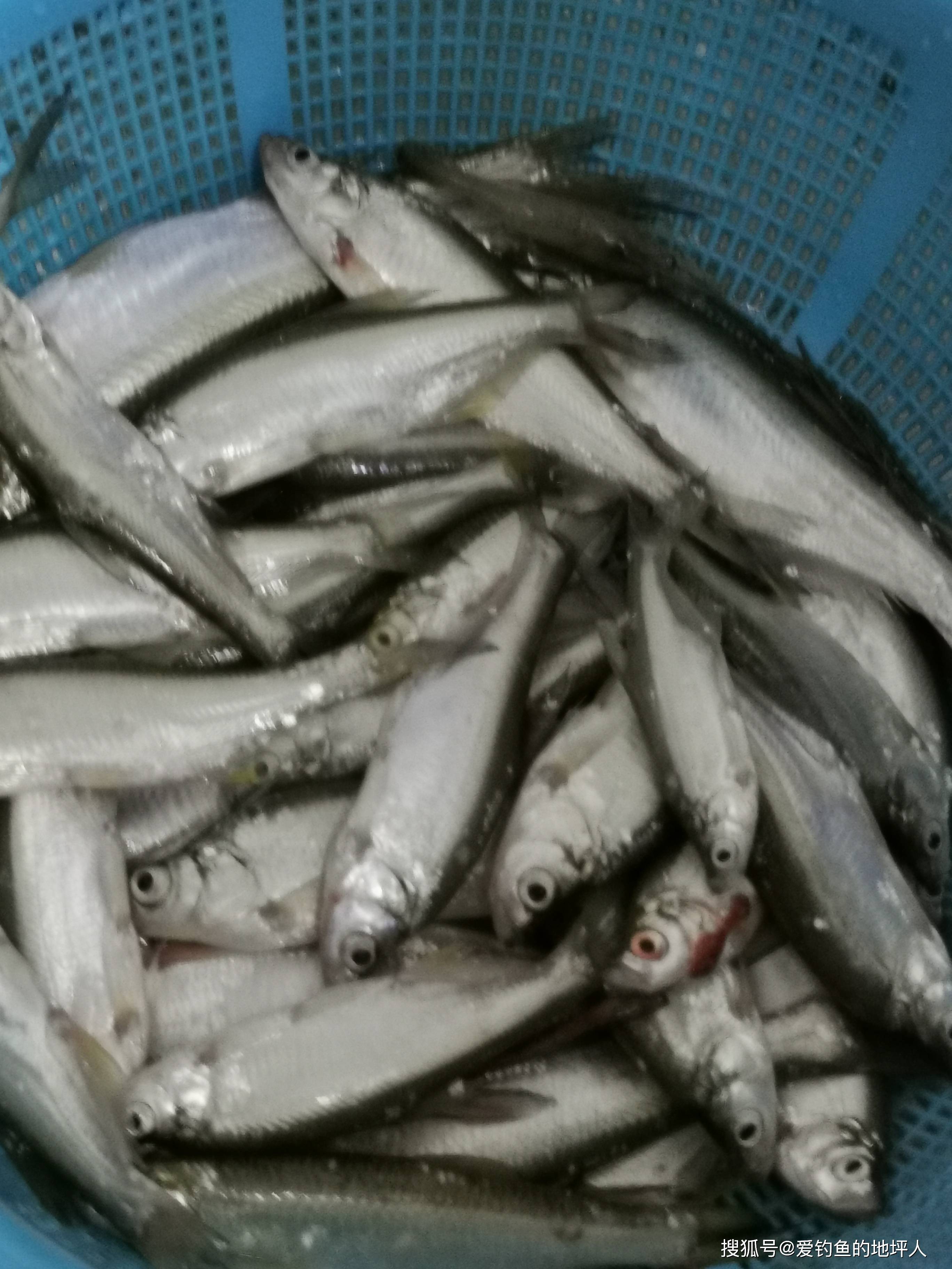 早春野钓鲫鱼技巧(早春钓鲫鱼用什么饵料最好)