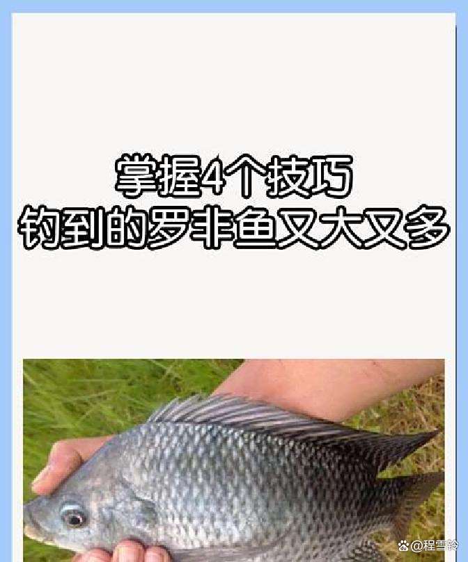 钓塘钓罗非技巧(鱼塘钓罗非怎样调漂)