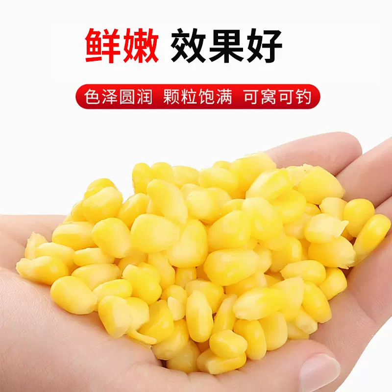 饵料玉米的水(玉米饵料泡制)