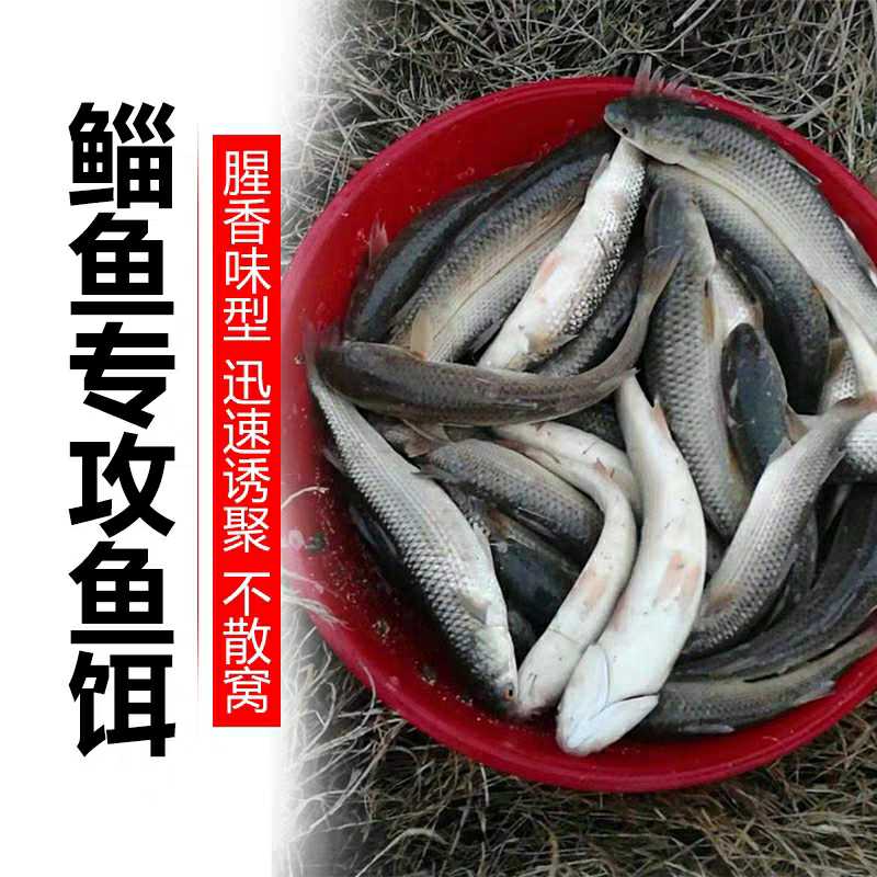 淄鱼吃什么饵料(敢鱼吃什么)