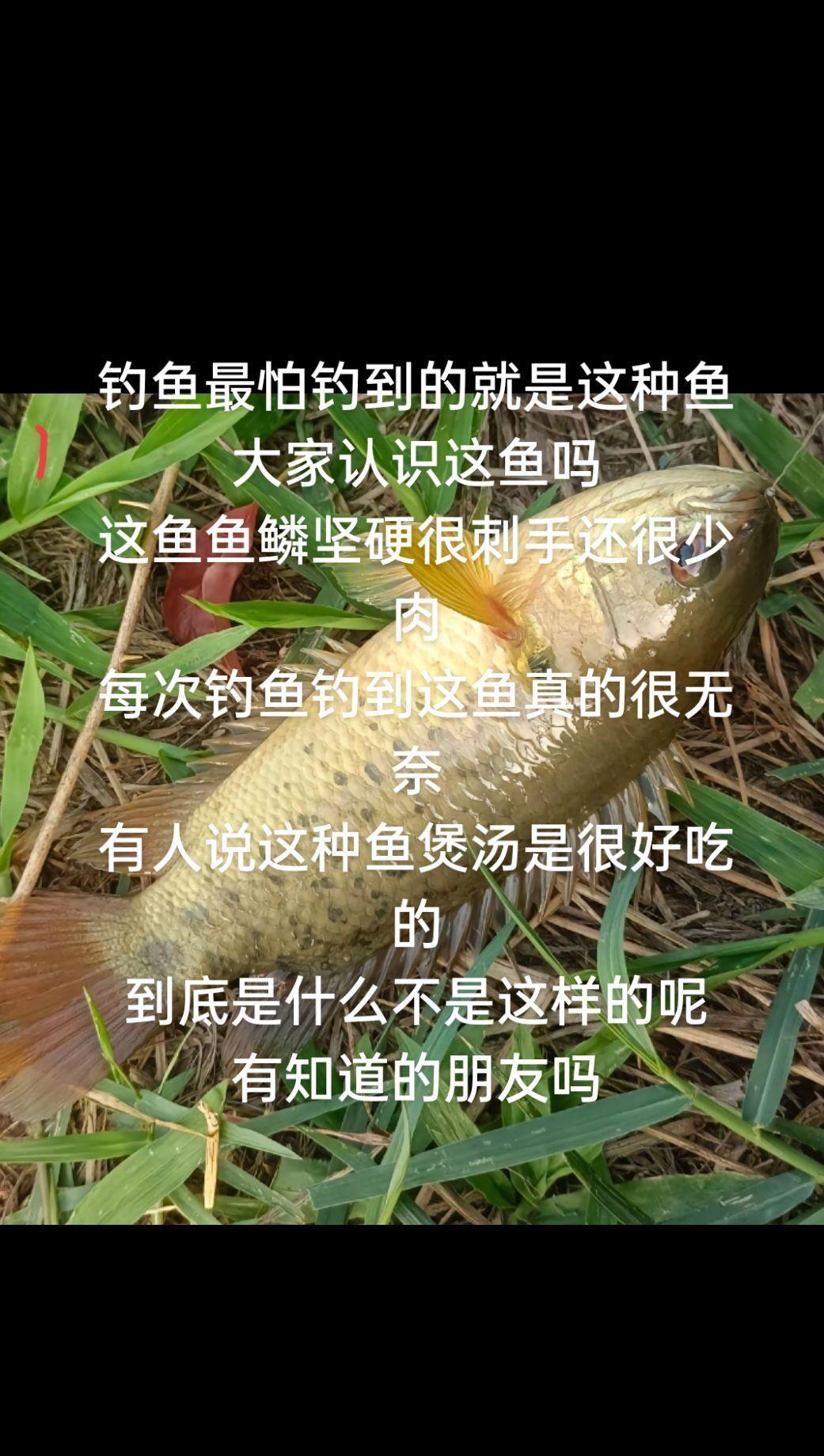 钓狗杠鱼技巧(狗杠鱼钓法)