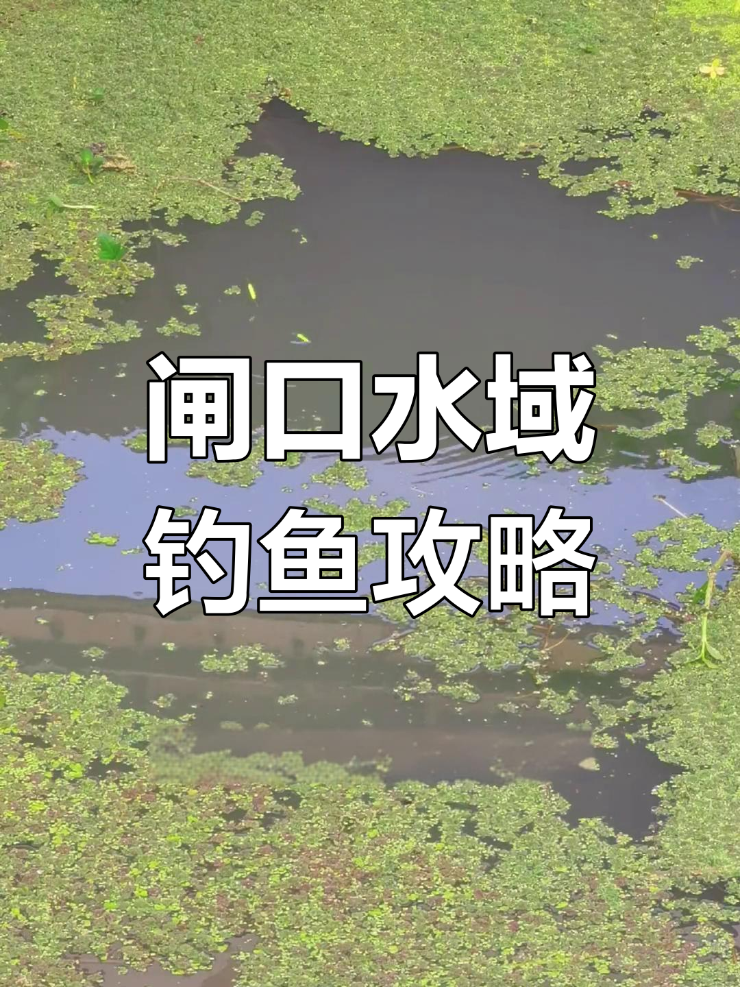 池塘鲤鱼钓法技巧(池塘鲤鱼怎么钓)