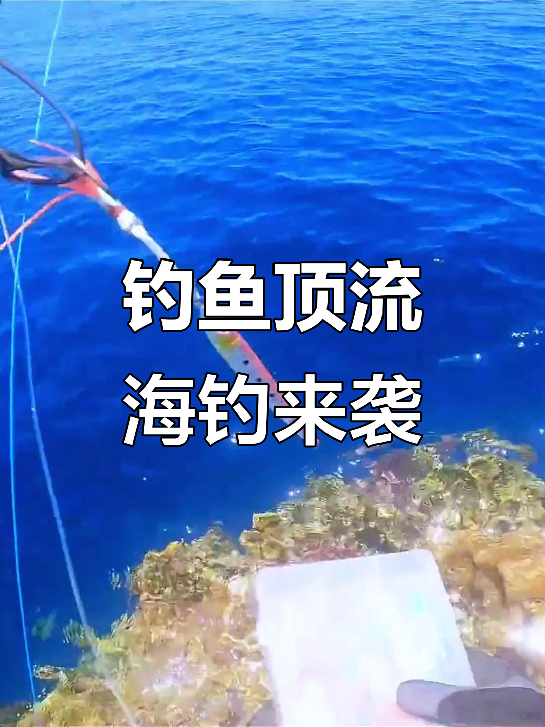 广西海钓路亚(广西路亚鱼种)