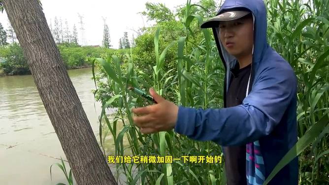 桑葚钓鱼技巧夜钓(桑葚可以用来钓鱼吗)