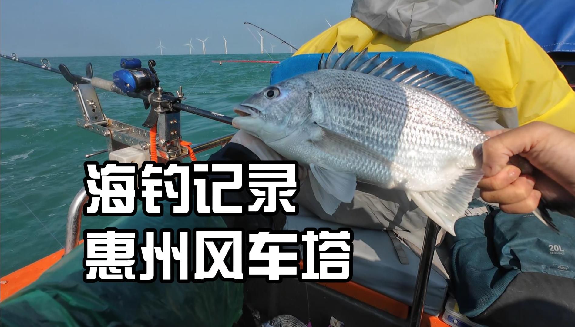 惠州鱼排海钓地点(惠州渔排钓鱼)