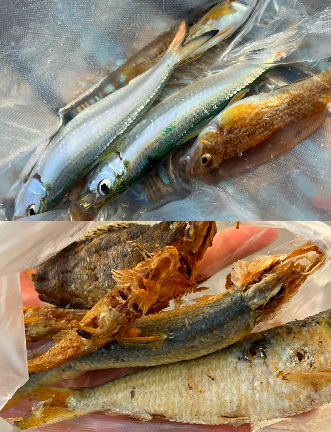青岛海钓螃蟹(青岛海边钓螃蟹几个螃蟹笼)