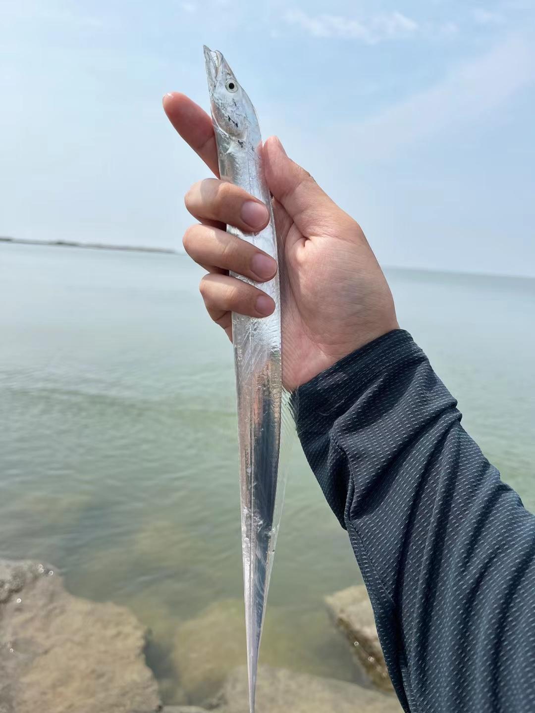 威海钓鲅鱼钓点(威海鲅鱼怎么做好吃)