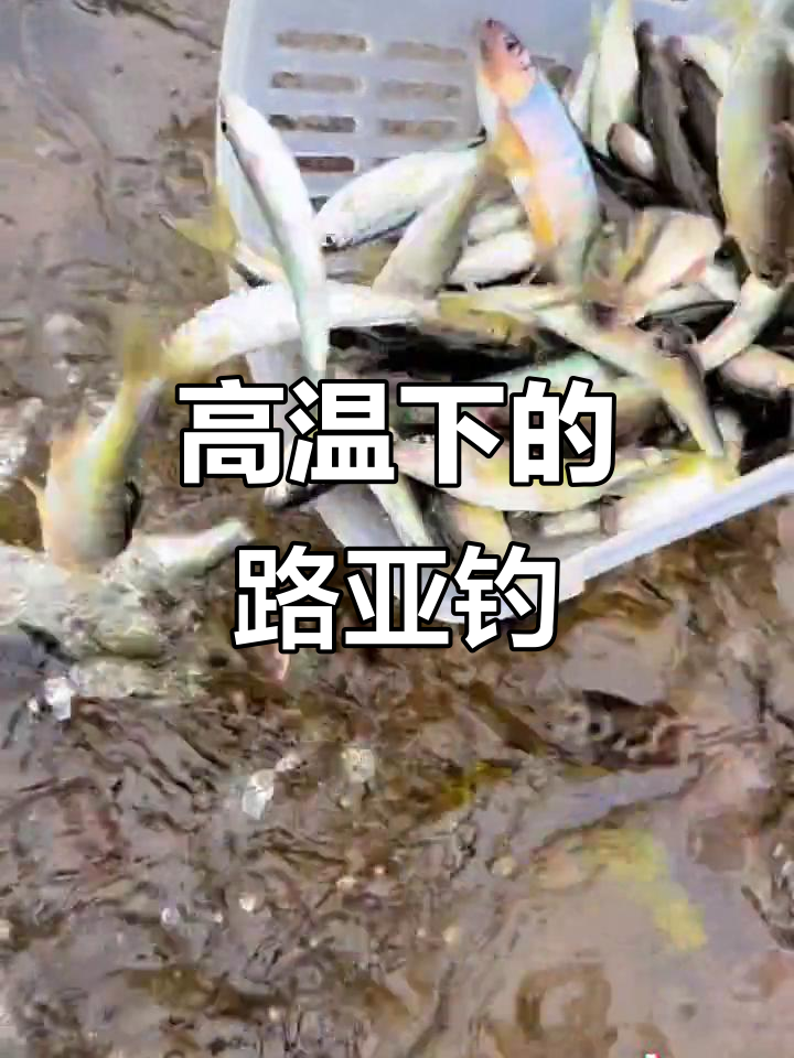 黄河急流路亚(黄河用路亚能钓到鱼吗)