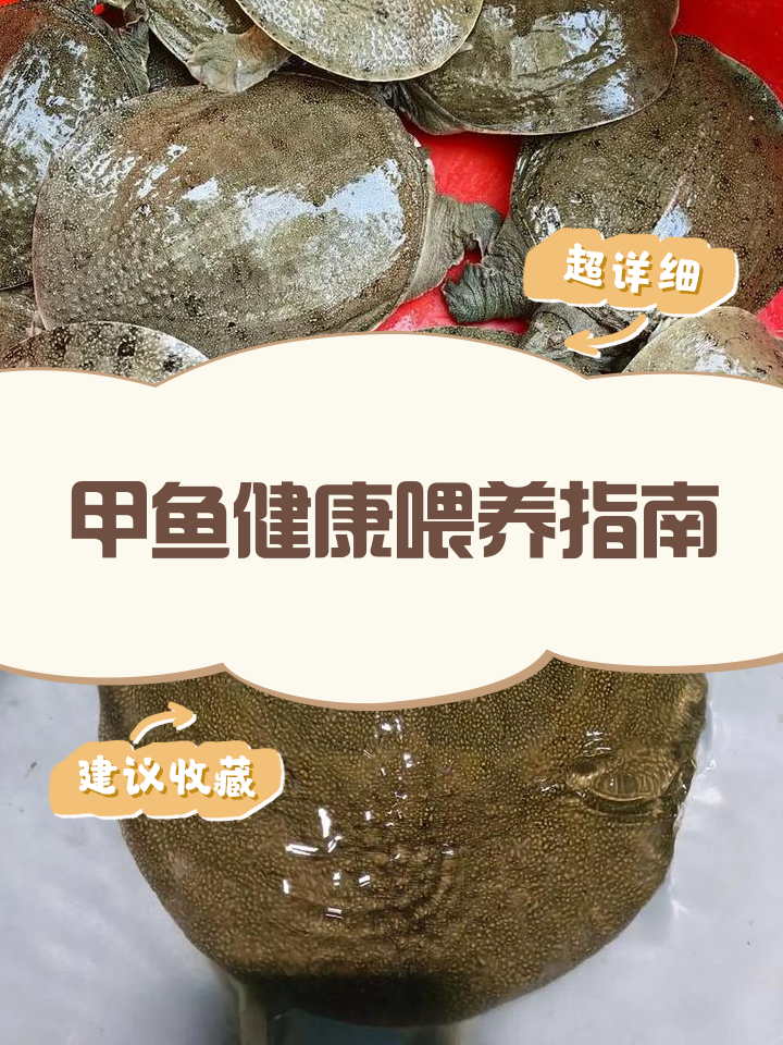 怎样配制甲鱼饵料(怎样配制甲鱼饵料呢)