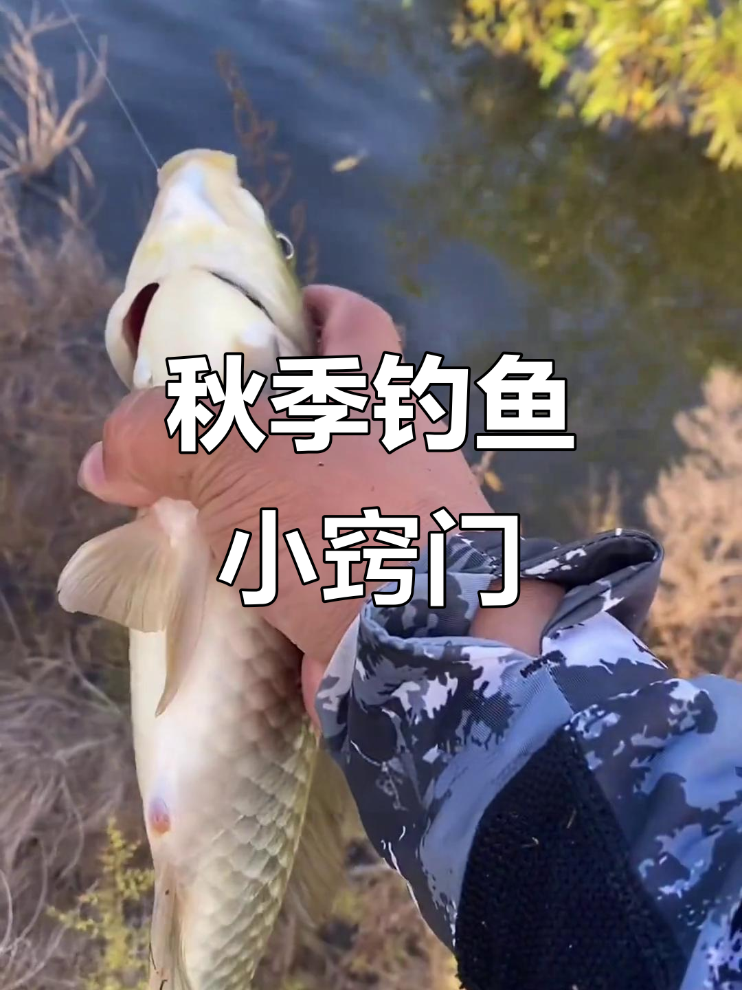 秋天钓大鲫鱼技巧(秋天钓大鲫鱼的几个绝招)
