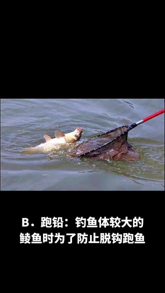 鲮鱼垂钓技巧(鲮鱼如何垂钓)