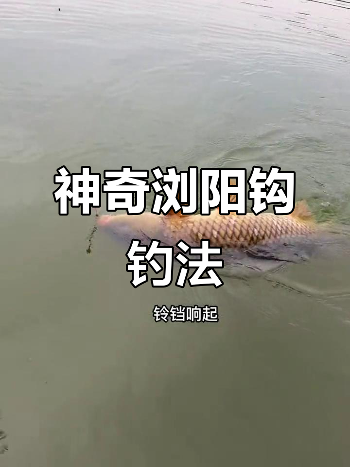 季大毛钓鲤鱼技巧(大毛钓鲤鱼的饵料配方)