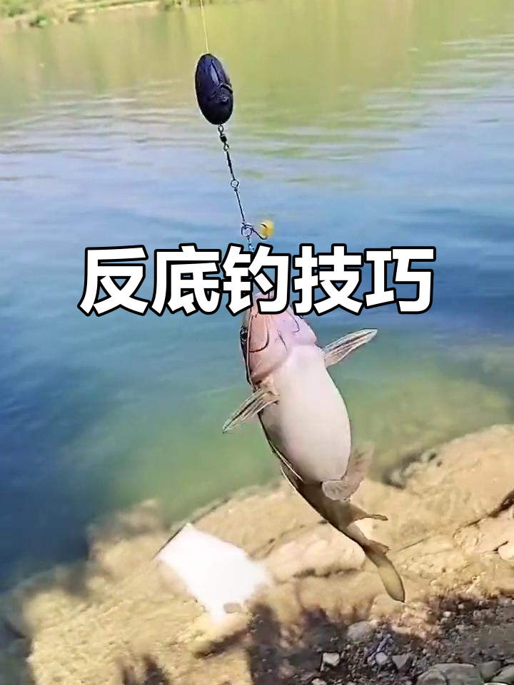 沉底钓鱼的技巧(沉底钓鱼用什么做诱饵)