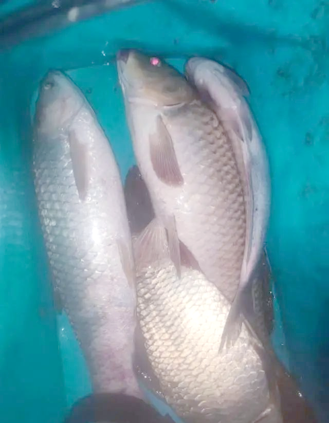 秋季钓鳊鱼技巧(秋季钓鲮鱼的技巧)