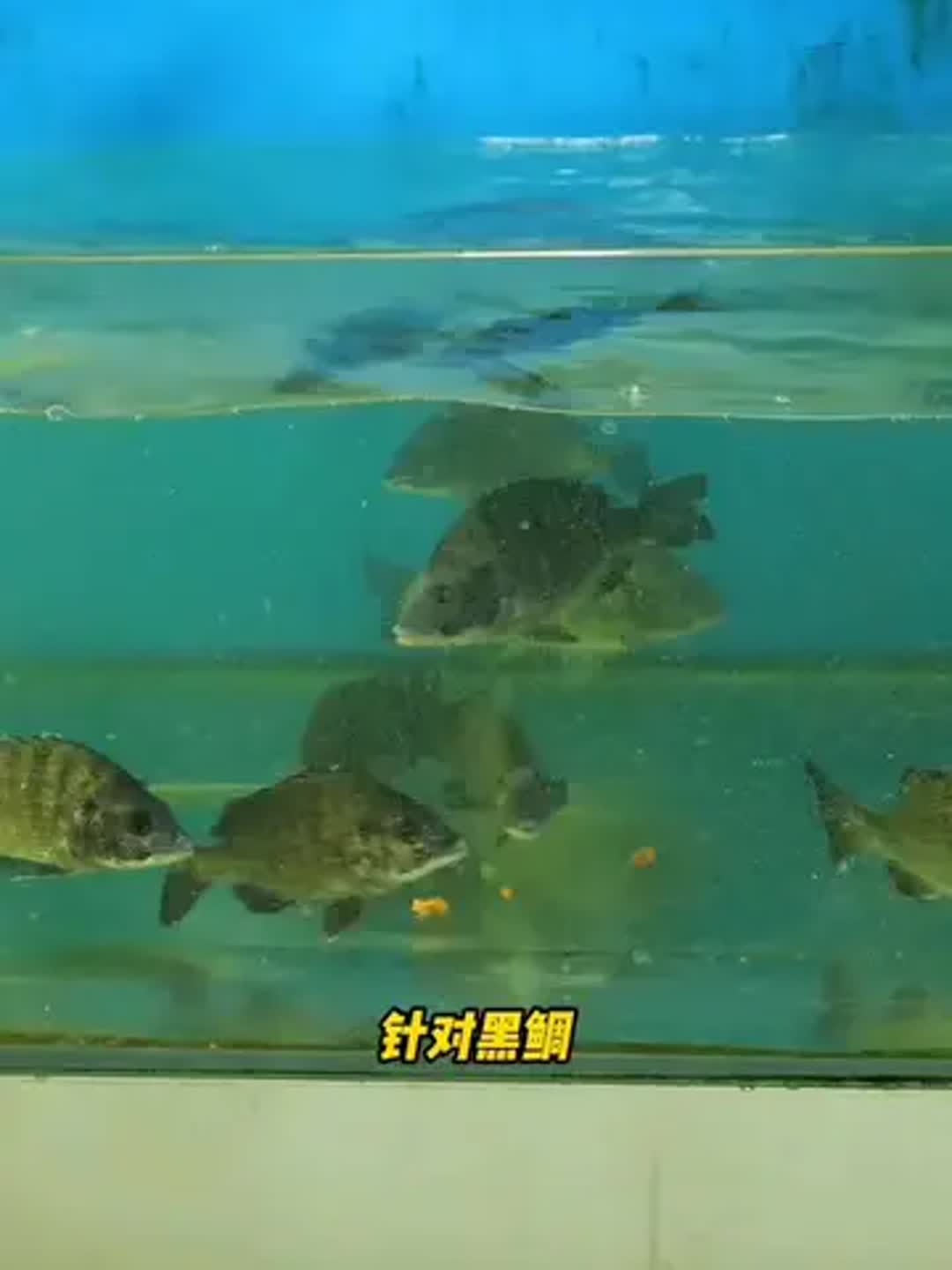 海钓黑鲷教学(海钓黑鲷的季节几月到几月)