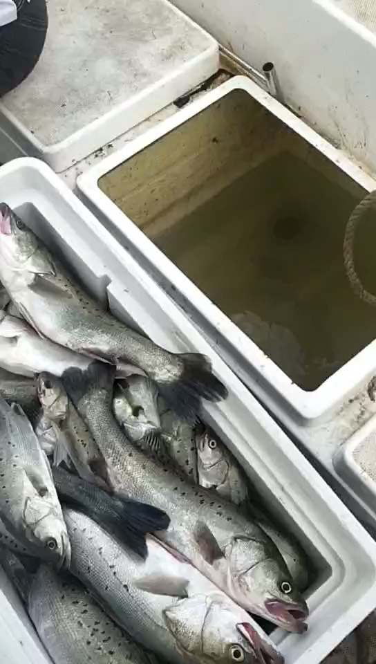 黄骅港海钓租船多少钱(烟台海钓租船多少钱)