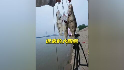 路亚钓鱼太难了(路亚钓鱼太难了怎么钓)