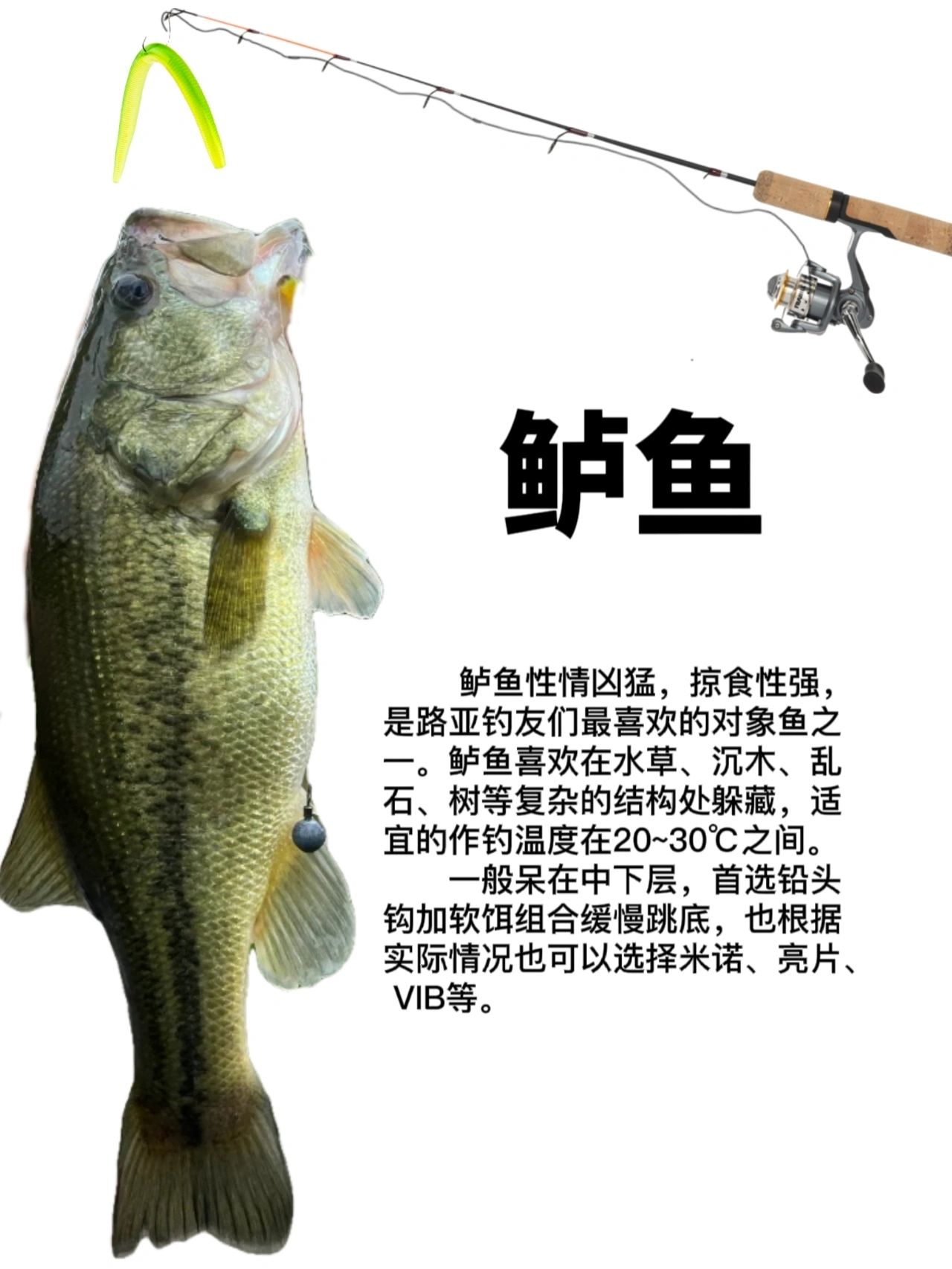 遵义路亚鱼种(遵义城区路亚钓点)