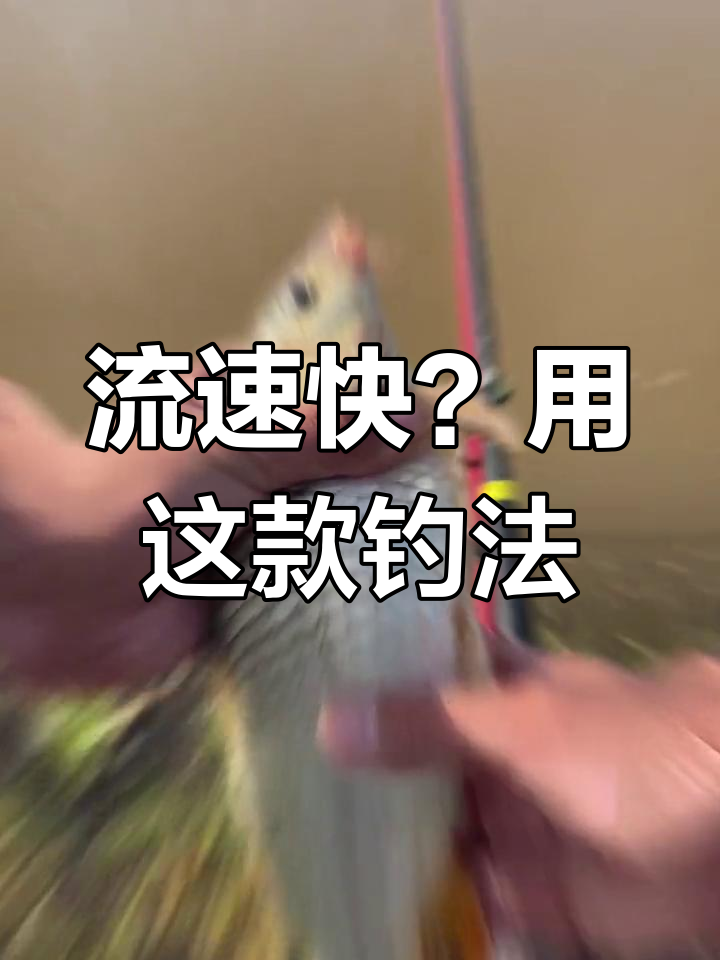 急流钓鱼技巧(急流最佳钓法解说视频)