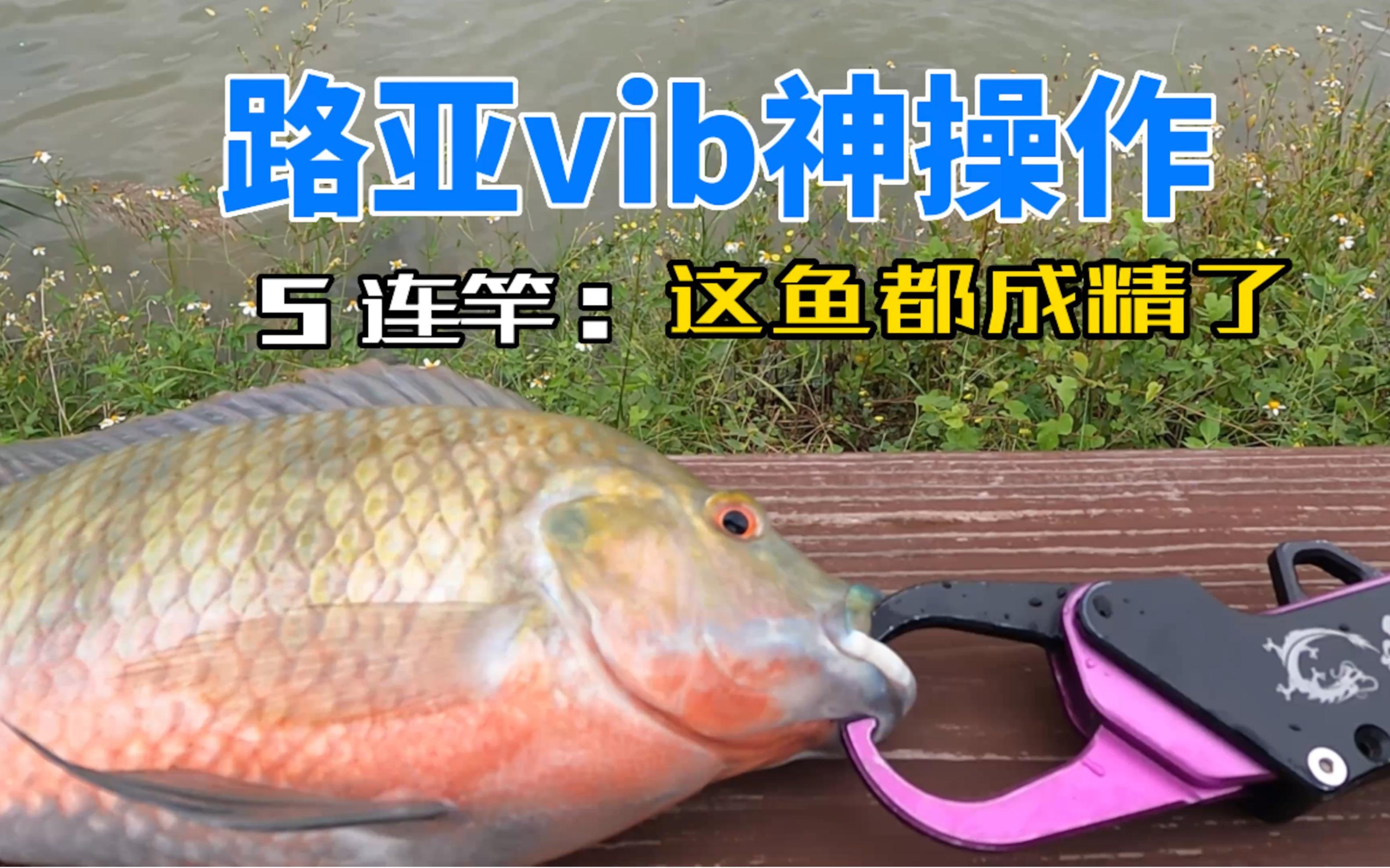 秋季降温路亚(秋季降温怎么钓鱼)