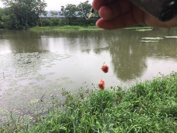 浮钓小鲫鱼调标技巧(春钓鲫鱼视频浮标调整法)