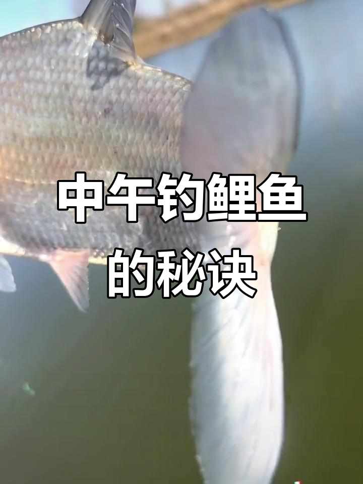 钓鱼鲤鱼技巧(钓鱼鲤鱼怎么钓)