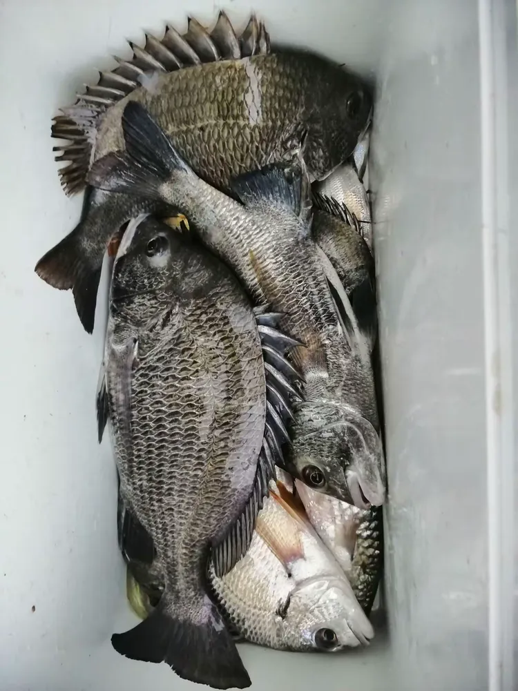 防堤坝海钓(海边堤防)